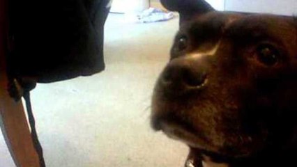 my dog can do tricks too :P