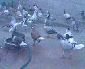 İbrahim Güzel Şanlıurfa 2014 www.guvercinurfa.com