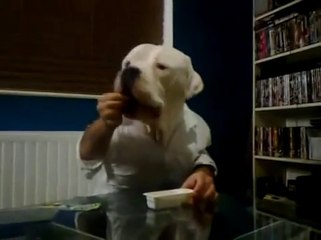 perro humano comiendo en la mesa