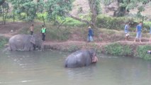 Elephants à Chiang Mai (Thaïlande)