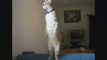 Videos de Risa: Un gato demasiado cotilla (tepillao.com)