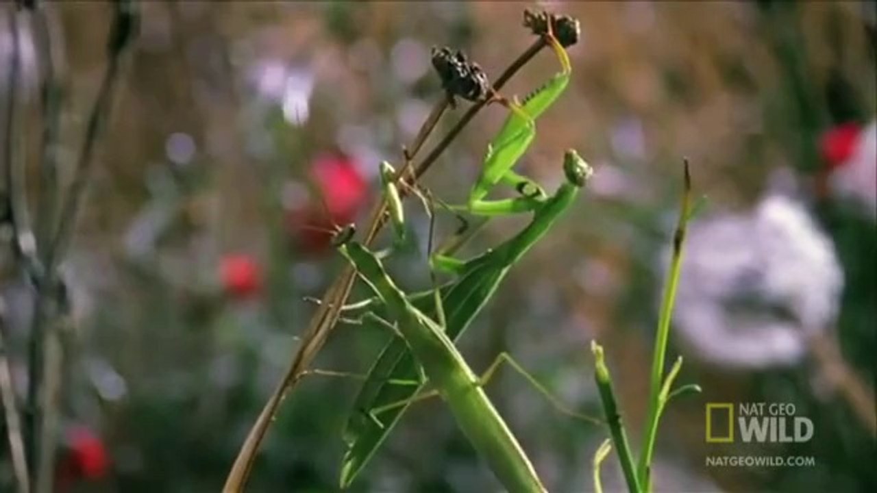 Bọ ngựa xé xác bạn tình trong lúc ân ái