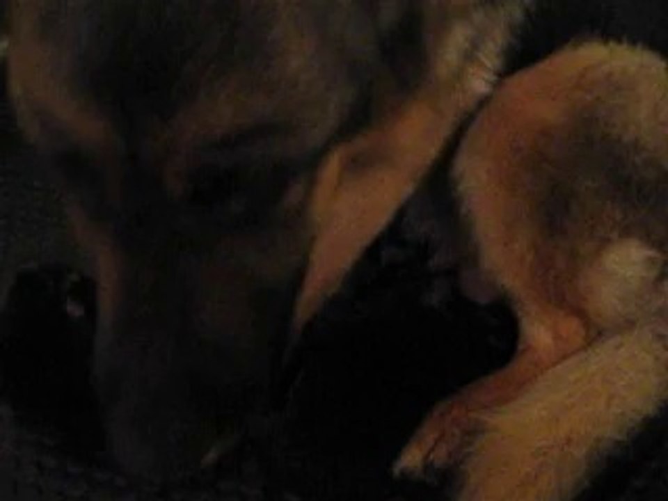 premiere vidéo des chiots faenza et farwest