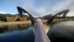 Pelican learns to Fly with a GoPro Camera !