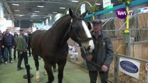 Le Cob Normand au Salon de l'Agriculture [TéVi] 28-02-14