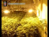 Prato - Coltivazione industriale di cannabis, arrestati 7 cinesi a Vaiano (27.02.14)