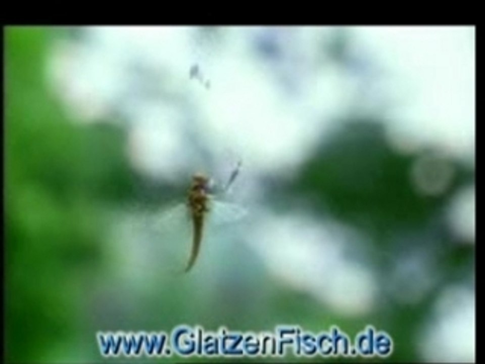 Vodafone werbung - eintagsfliege