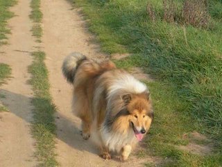 Davis toujours en promenade suite DSCN6265