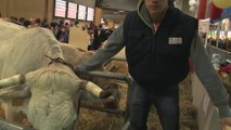 Salon de l'agriculture : à la découverte de la race mirandaise