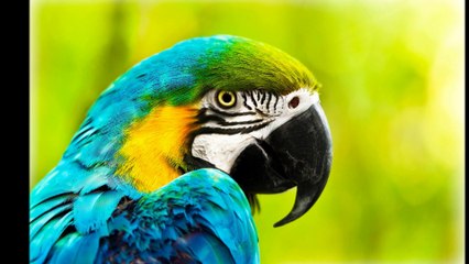 Tunde Folawiyo - African Wildlife