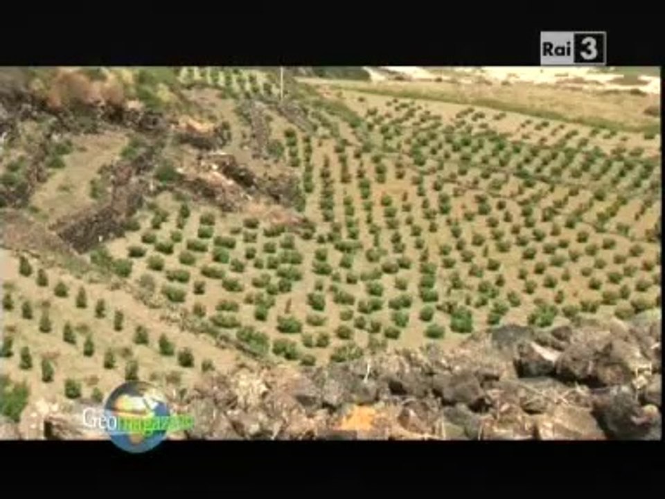 La riserva di Pantelleria