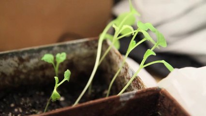 Lápis ecológico planta sementes por um mundo sustentável