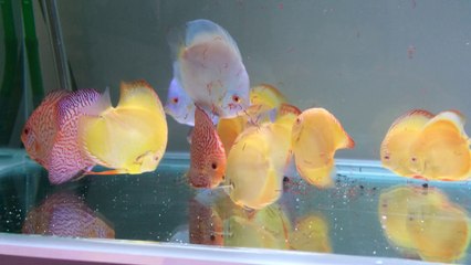 albino golden pigeon blue diamond