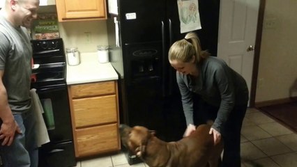 Anne Karnındaki Bebeği Koruyan Köpek