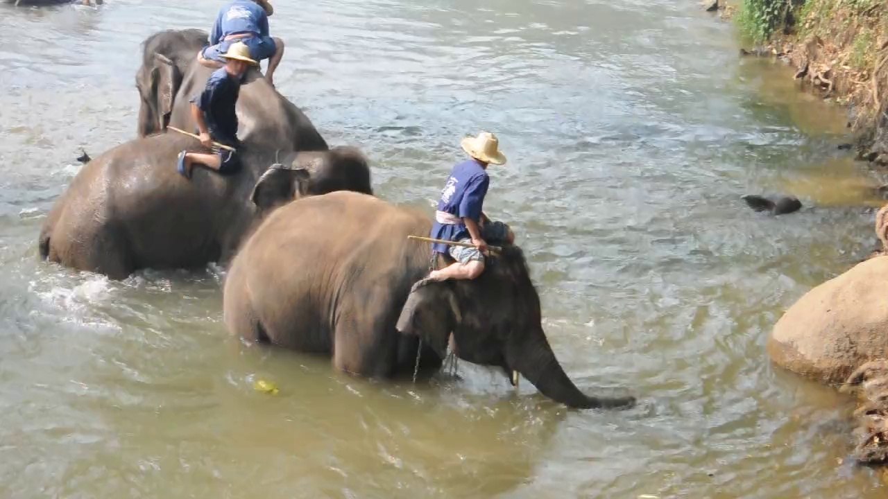 Chiang Mai sanctuaire des éléphants. Dressage des éléphants