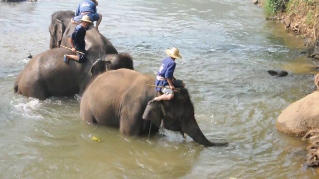 Chiang Mai sanctuaire des éléphants. Dressage des éléphants