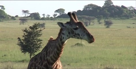 Savane et neiges éternelles en Tanzanie