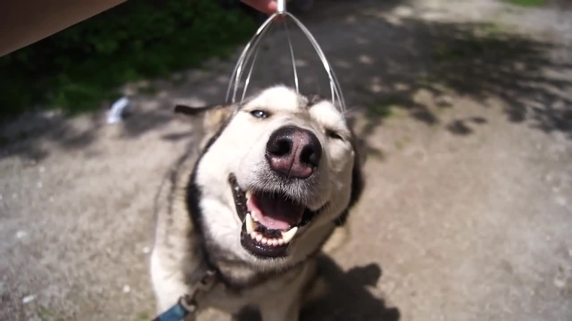 Massage de la tête d'un chien husky - Vidéo Dailymotion