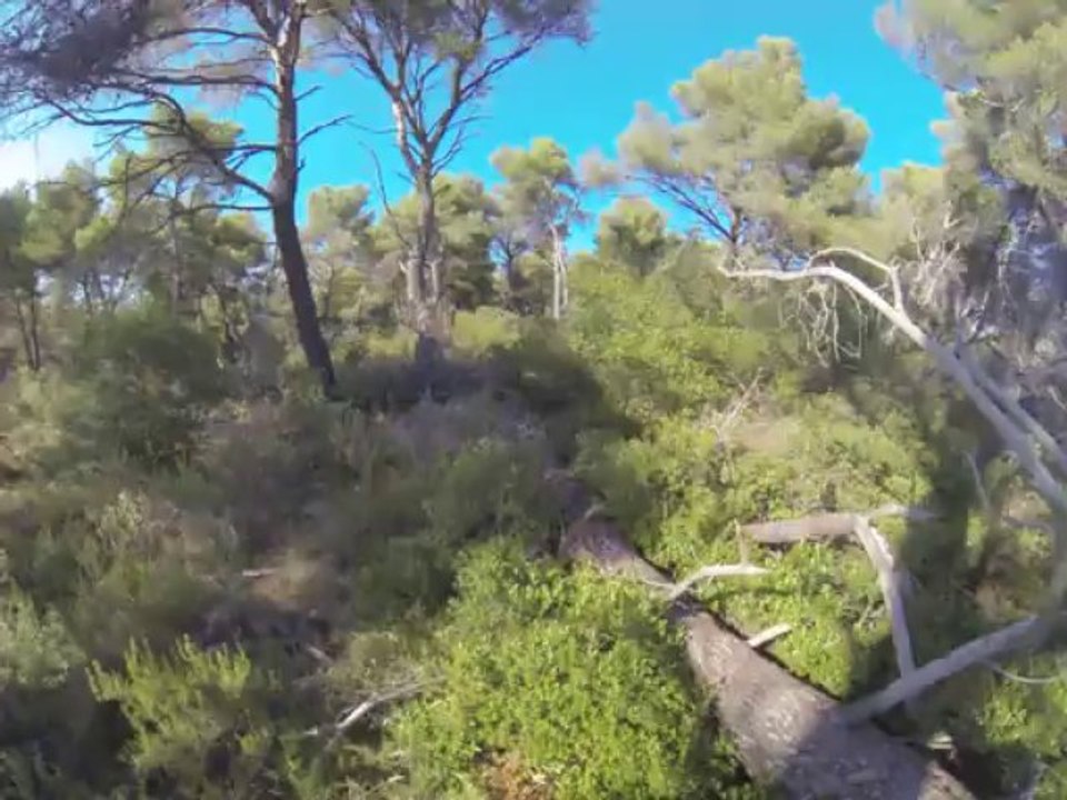 plateau orée du bois