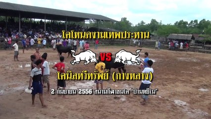 2556090205 สนามหยีใน  คู่ที่ 5 โคโหนดงามเทพประธาน ชนะ โคนิลทวีทรัพย์ (กางหลาง)