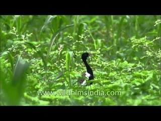 Deep inside Jowar fields of Sonkhaliya: Lesser Florican