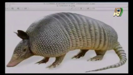 ÇOK İLGİNÇ BİR CANLI: ARMADİLLO