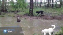 Australie : un kangourou tente de noyer un chien