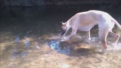 Hauban ou le whippet pecheur