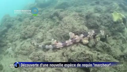 Indonésie: découverte d'une nouvelle espèce de requin "marcheur"