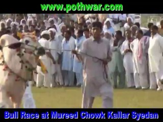 Bull Race at Mureed Chowk Kallar Syedan