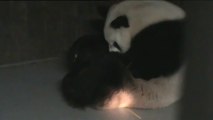 Nace una cría de oso panda gigante en el Zoo de Madrid