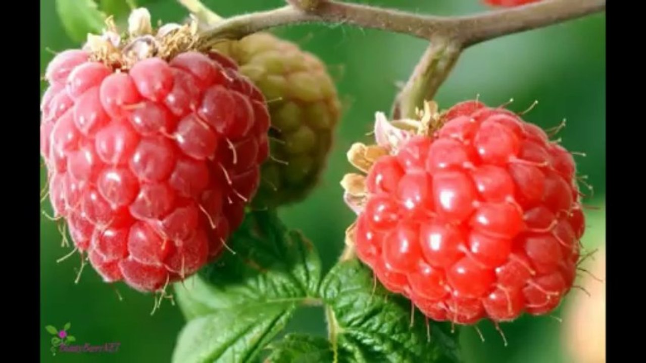 SELENA GOMEZ Άρωμα EDP Σπρέυ