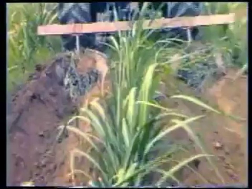 گنے کی کاشت: Encyclopedia of Sugarcane Crop