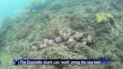 New species of 'walking shark' discovered in Indonesia