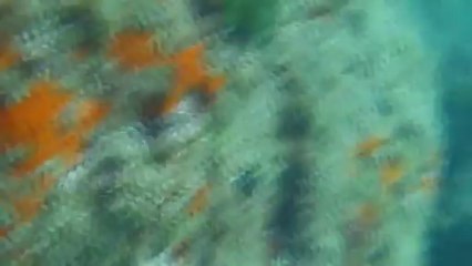 Plongées Argeles 2013