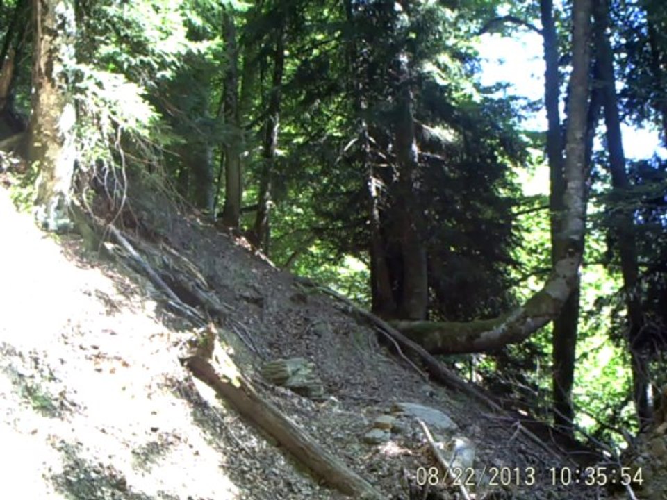 chamois