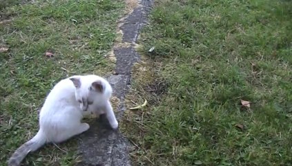 Jouer avec un haricot