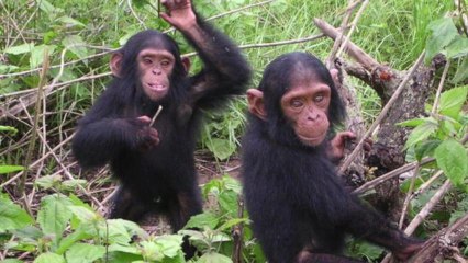 Animal Sperm Bank Could Help Populate Other Planets