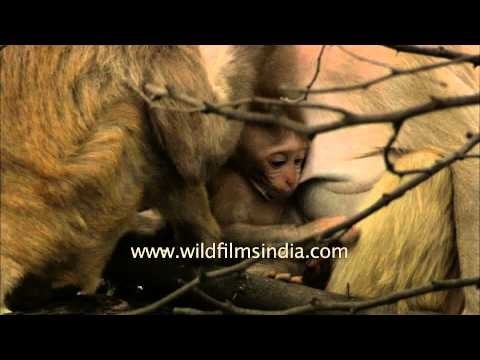 Caught on Cam: Baby monkey sucking its mother's milk outside the Rashtrapati Bhawan
