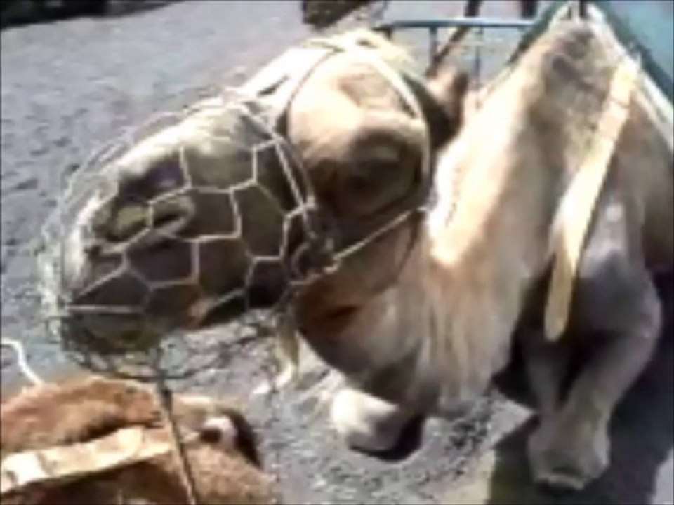 Pea soup - Malicia Darkwave