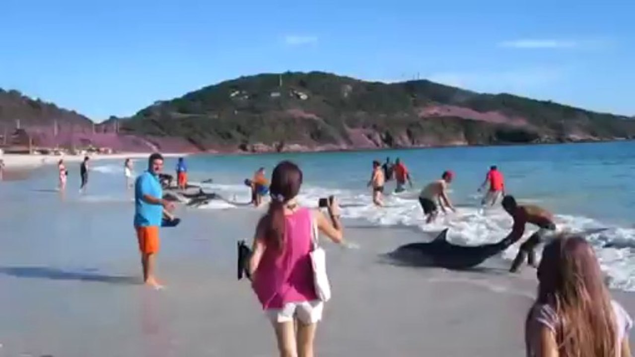 golfinhos em arraial do cabo