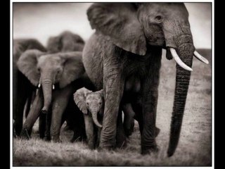 Africa a Preto & Branco1