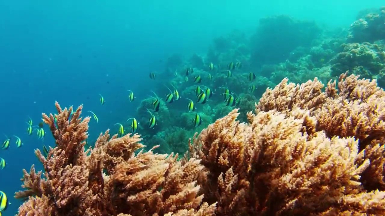 Snorkeling in Zanzibar. Island Mnemba. Tanzania. GoPro Hero 2.