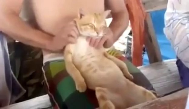 Un chat qui aime les massages! Assis sur les genoux, trop mignon.