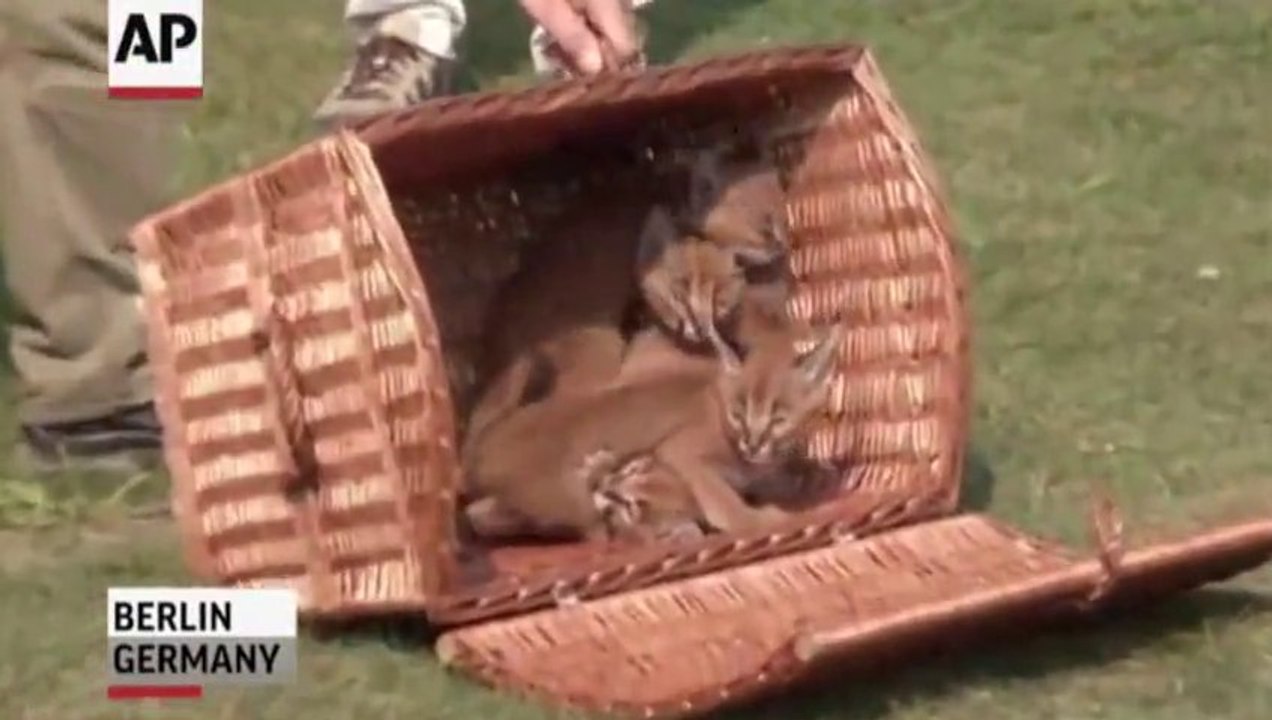 4 bébés Lynx sont nés dans un Zoo d'Allemagne... Et ils sont trop trop beaux!