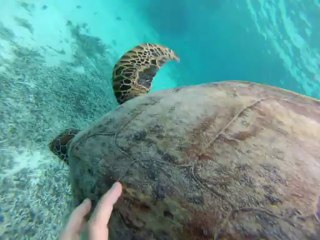 TORTUES à LIFOU