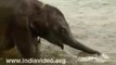 Cute Baby Elephant Bathing India Rare Video