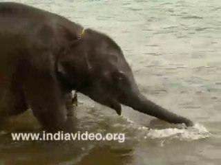Cute Baby Elephant Bathing India Rare Video
