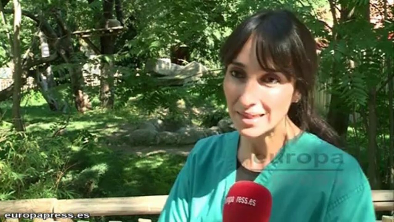 Nace una cría de oso panda en el zoo de Madrid