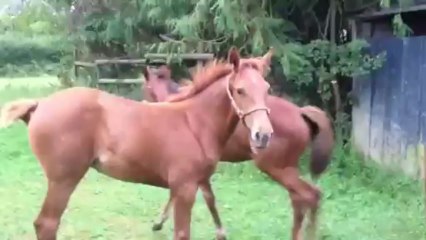 DIXIMAILLE - 31 août 2013